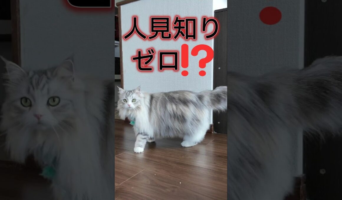 人懐っこいサイベリアン猫に癒された！#cat  #猫  #USJ #ミニオン