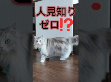 人懐っこいサイベリアン猫に癒された！#cat  #猫  #USJ #ミニオン