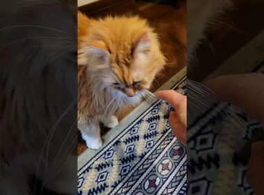 メインクーンがこの甘え方…⁉️