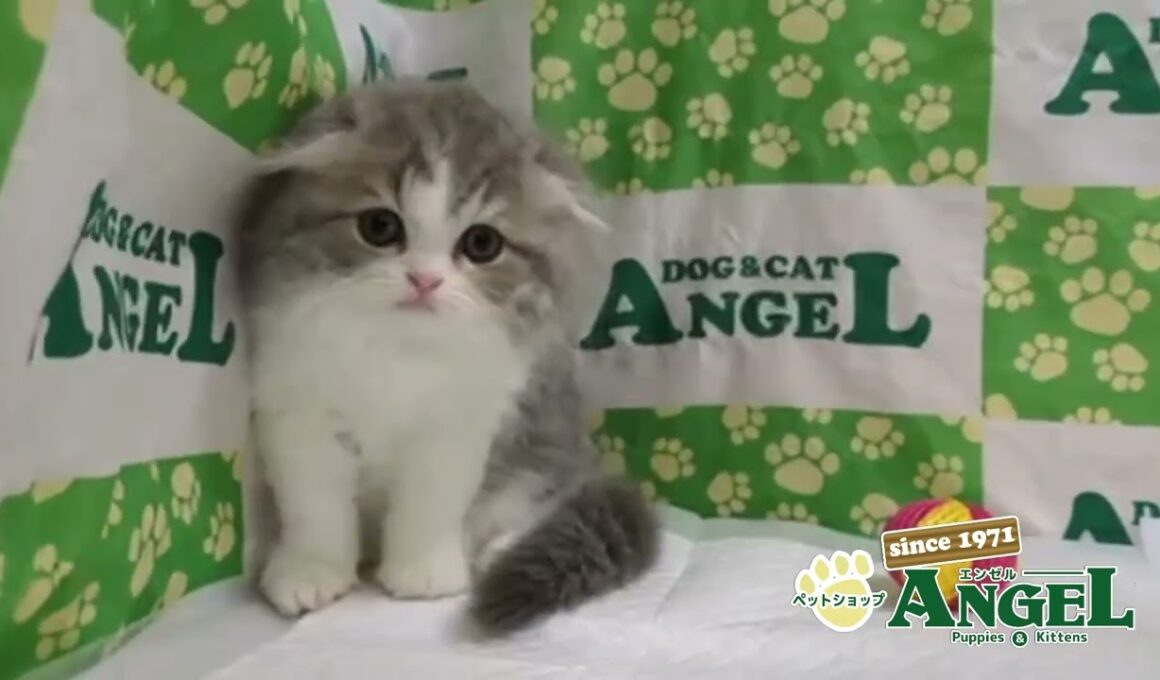 スコティッシュフォールド 2509123 【ペットショップエンゼル　子犬・子猫販売】