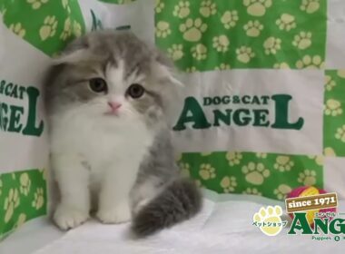 スコティッシュフォールド 2509123 【ペットショップエンゼル　子犬・子猫販売】