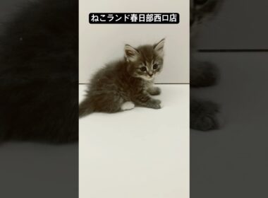 【子猫販売】#サイベリアン #cats #ペットショップ #ねこランド #春日部