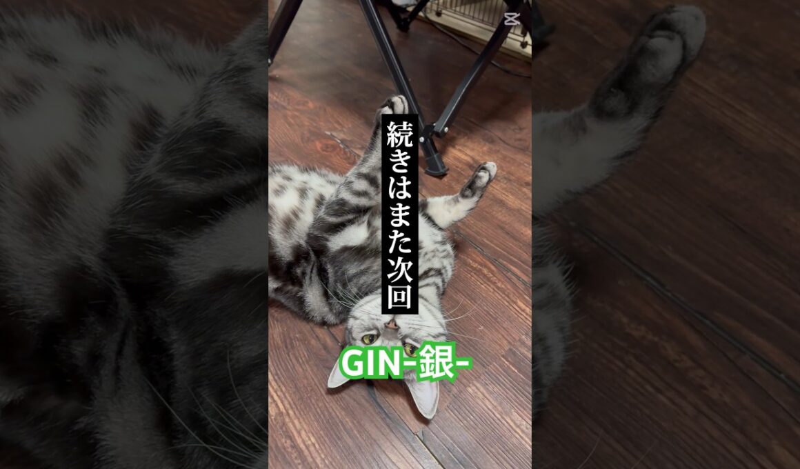 GIN-銀-#猫のいる暮らし #子ネコ #cat #好きな子猫 #shorts