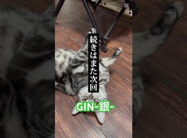 GIN-銀-#猫のいる暮らし #子ネコ #cat #好きな子猫 #shorts
