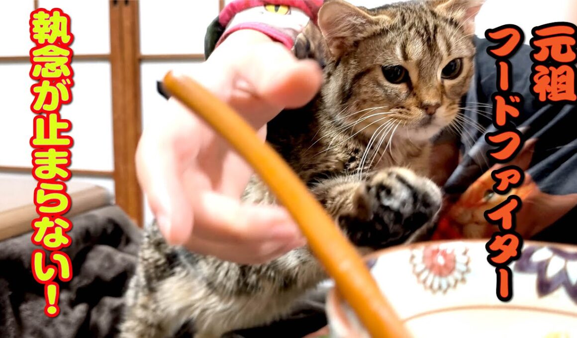 何度阻止しても…！子猫のごはん愛は止まらない😂