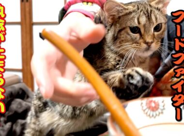 何度阻止しても…！子猫のごはん愛は止まらない😂