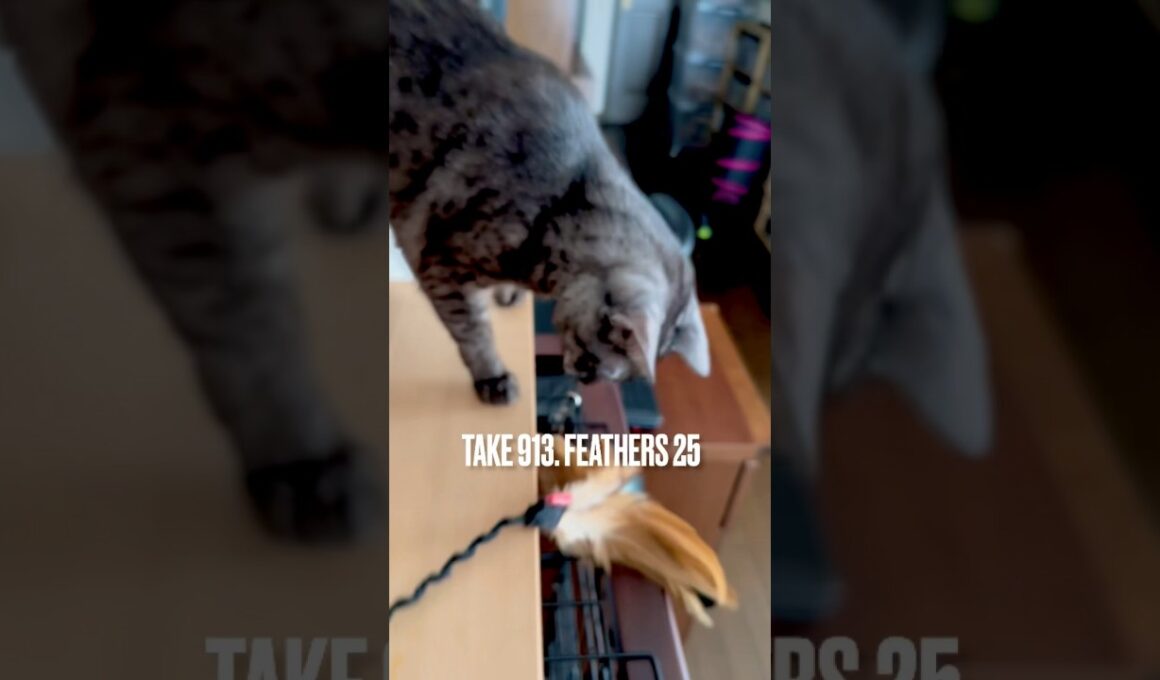 あっ❗️#ずっこける猫 #こける瞬間 ぶれ動画すみません #毎日遊ぶ #お気に入りの #猫じゃらし #egyptianmaucat #エジプシャンマウ #遊ぶ猫 #じらす猫 #shorts