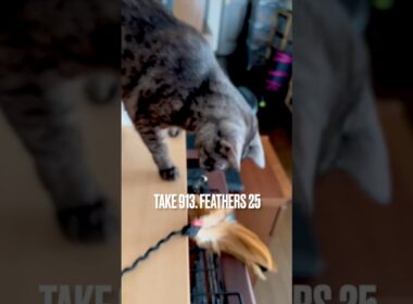 あっ❗️#ずっこける猫 #こける瞬間 ぶれ動画すみません #毎日遊ぶ #お気に入りの #猫じゃらし #egyptianmaucat #エジプシャンマウ #遊ぶ猫 #じらす猫 #shorts