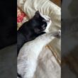 黒猫の黒夢「じゃれないから、ナメナメさせて、シャムの子ネコ雫ちゃん」