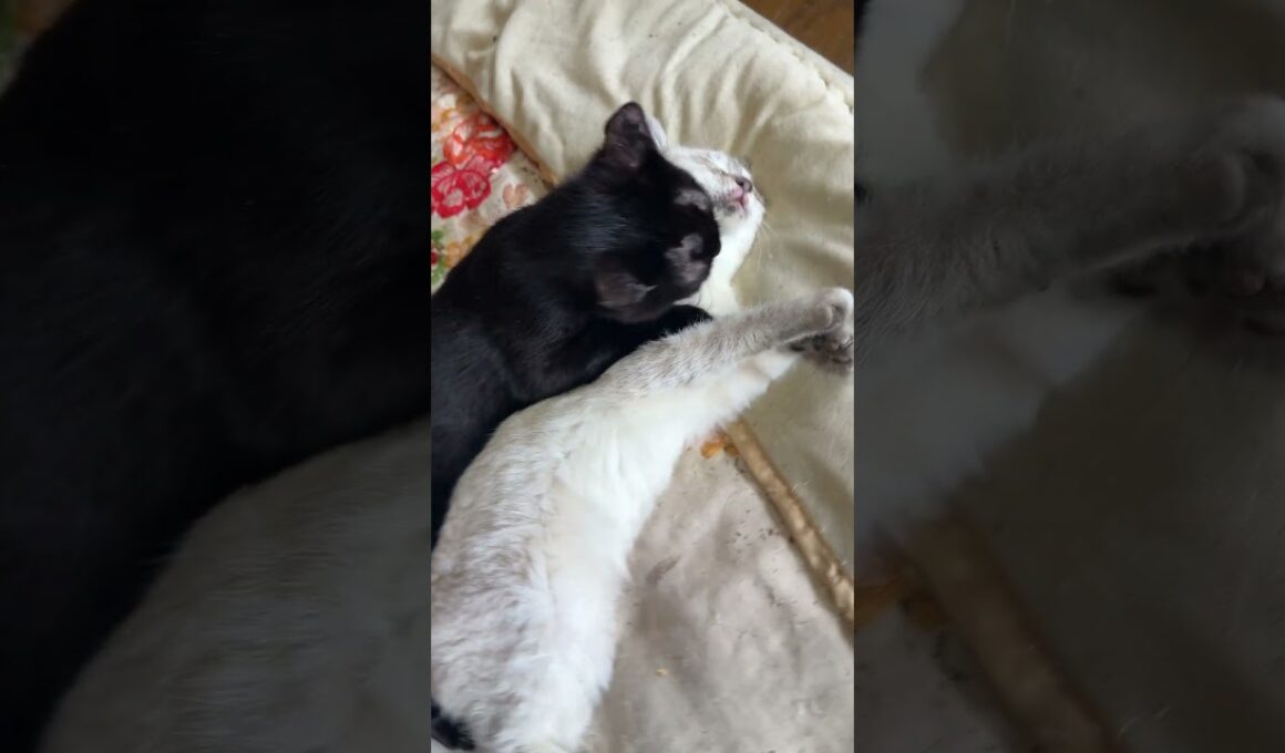 黒猫の黒夢「じゃれないから、ナメナメさせて、シャムの子ネコ雫ちゃん」