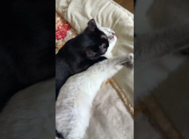 黒猫の黒夢「じゃれないから、ナメナメさせて、シャムの子ネコ雫ちゃん」