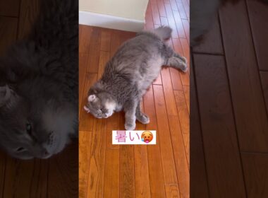 おはよう #ねこ動画 #アメリカンカール #ねこ