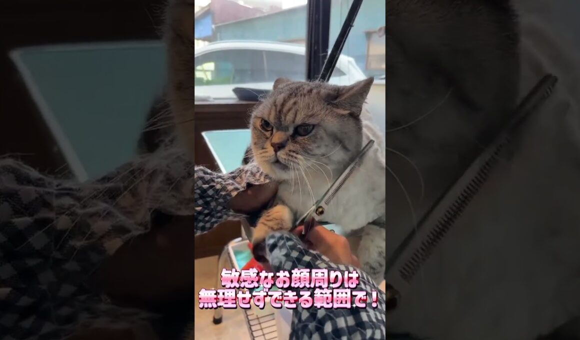 トリミングコースご利用☆ブリティッシュショートヘアー　てんちゃん #cat #短毛  #猫のいる暮らし
