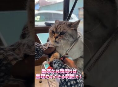 トリミングコースご利用☆ブリティッシュショートヘアー　てんちゃん #cat #短毛  #猫のいる暮らし