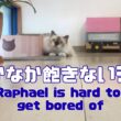 バーマン猫ラフとガブ【なかなか飽きないラフ】Raphael is hard to get bored of（バーマン猫）Birman/Cat