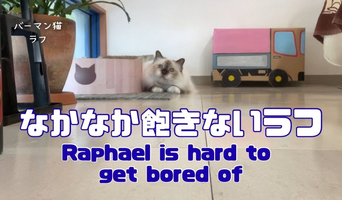 バーマン猫ラフとガブ【なかなか飽きないラフ】Raphael is hard to get bored of（バーマン猫）Birman/Cat