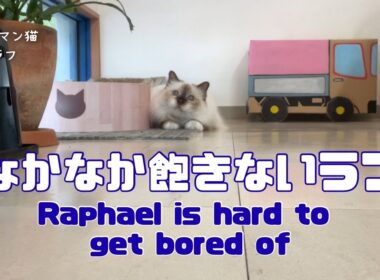 バーマン猫ラフとガブ【なかなか飽きないラフ】Raphael is hard to get bored of（バーマン猫）Birman/Cat