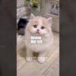 可愛いラガマフィンの子猫#shorts