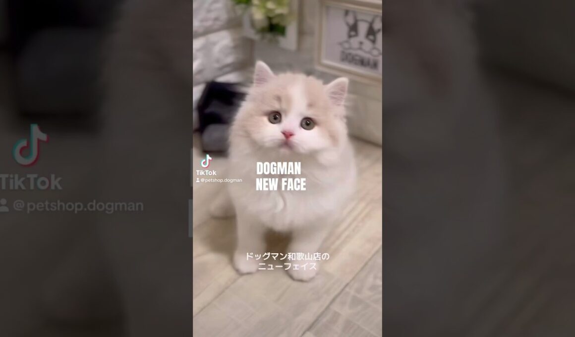 可愛いラガマフィンの子猫#shorts