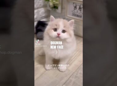 可愛いラガマフィンの子猫#shorts