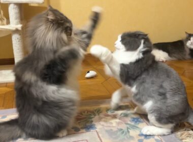 【小競り合い】もふ猫たちのワチャワチャ日常がカワイイ💖ノルウェージャンフォレストキャットとターキッシュアンゴラ