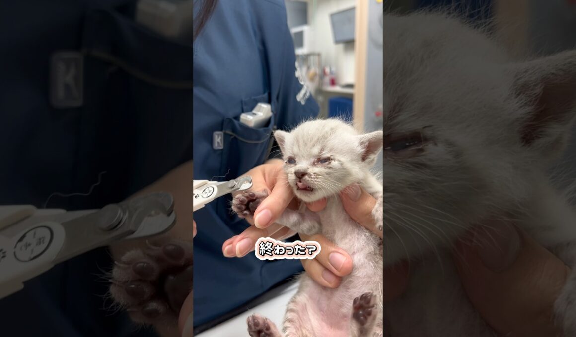 いい子に爪切りされる子猫