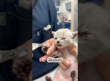 いい子に爪切りされる子猫