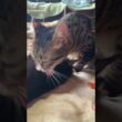 布団にて。キジシロのルルは、シャムの子ネコ雫ちゃん。三毛猫ミックスは、黒猫の子ネコ黒夢を、それぞれ、ナメナメ。ミックスが去ったら、ルルが黒夢を、再ナメナメ