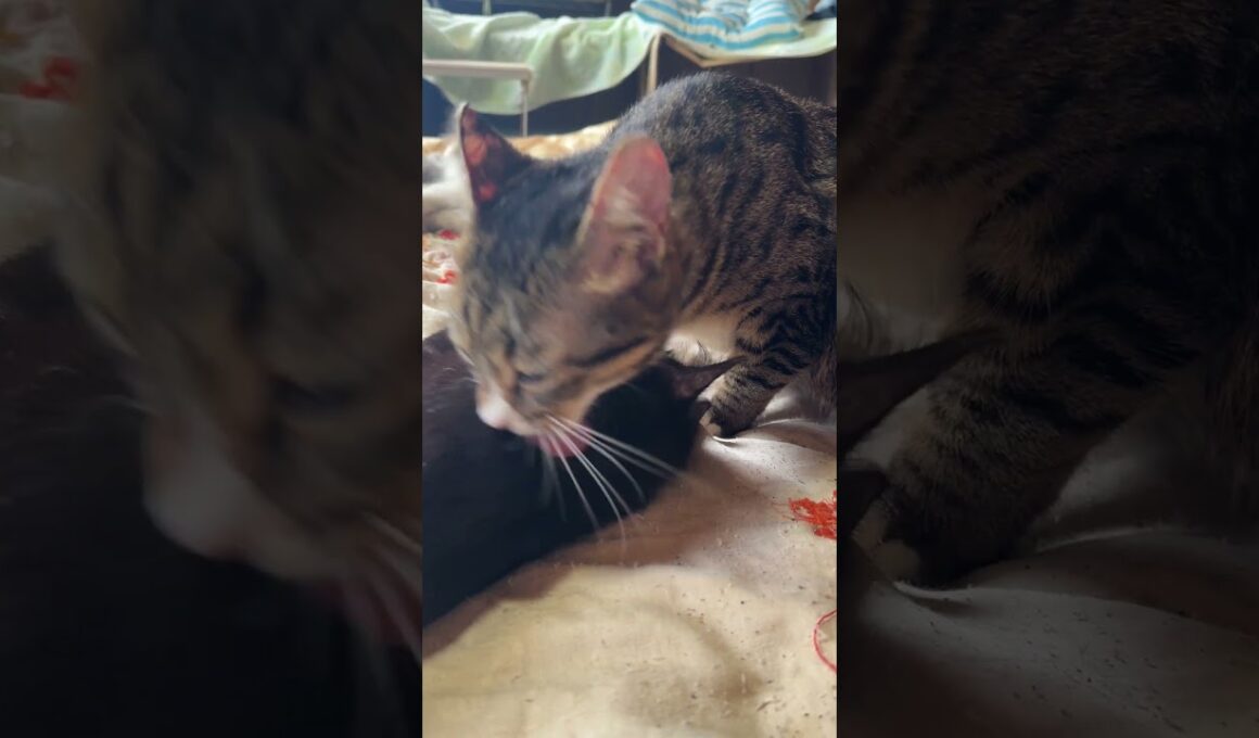 布団にて。キジシロのルルは、シャムの子ネコ雫ちゃん。三毛猫ミックスは、黒猫の子ネコ黒夢を、それぞれ、ナメナメ。ミックスが去ったら、ルルが黒夢を、再ナメナメ