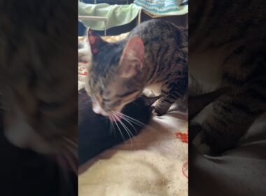 布団にて。キジシロのルルは、シャムの子ネコ雫ちゃん。三毛猫ミックスは、黒猫の子ネコ黒夢を、それぞれ、ナメナメ。ミックスが去ったら、ルルが黒夢を、再ナメナメ