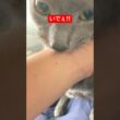 噛みつきちゃん猫#ロシアンブルー #猫
