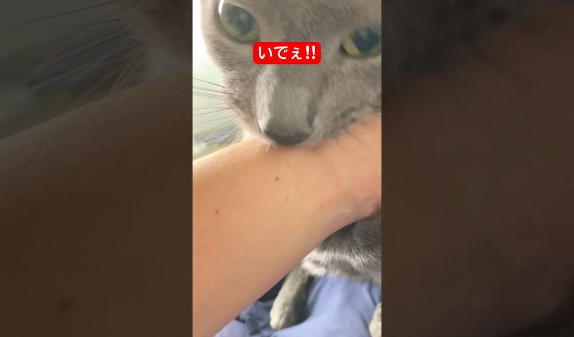 噛みつきちゃん猫#ロシアンブルー #猫