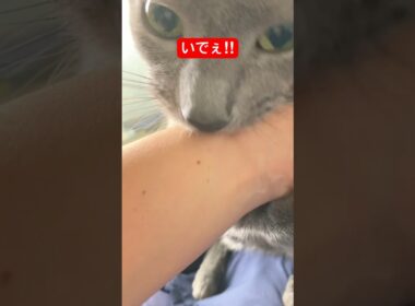 噛みつきちゃん猫#ロシアンブルー #猫