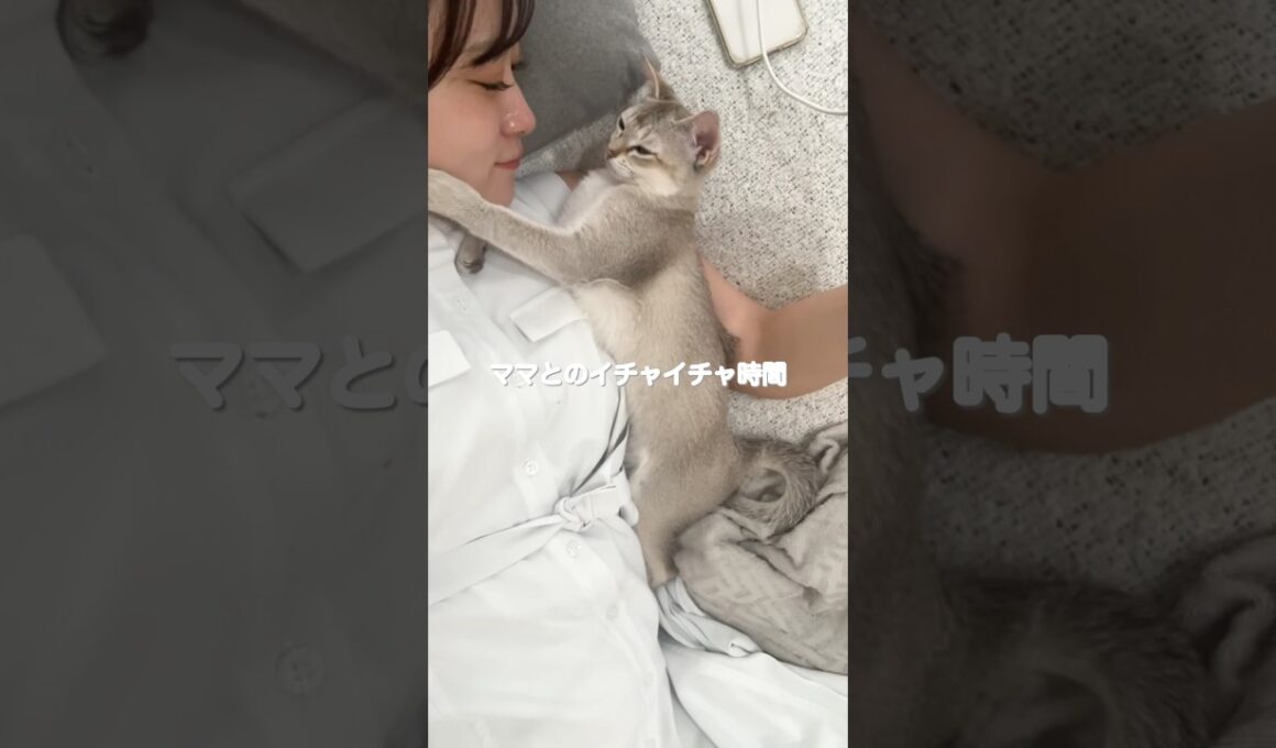 ママとルーナのイチャイチャ空間が尊すぎた #cat #子ネコ #猫のいる暮らし #好きな子猫 #猫好きさんと繋がりたい #シンガプーラ