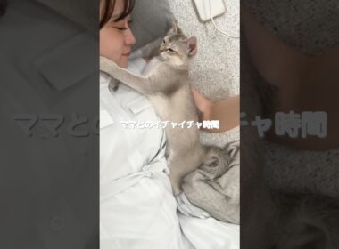 ママとルーナのイチャイチャ空間が尊すぎた #cat #子ネコ #猫のいる暮らし #好きな子猫 #猫好きさんと繋がりたい #シンガプーラ