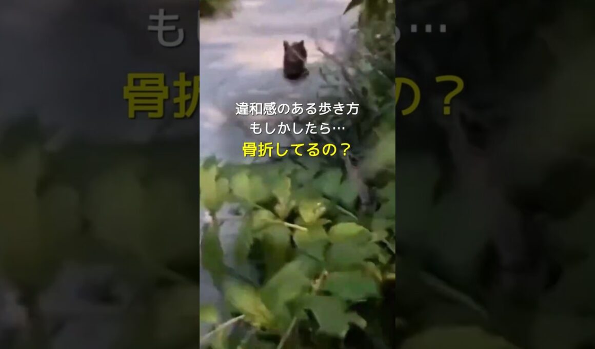 突然現れた子猫の歩き方に違和感を感じました  #shorts #保護猫 #子猫