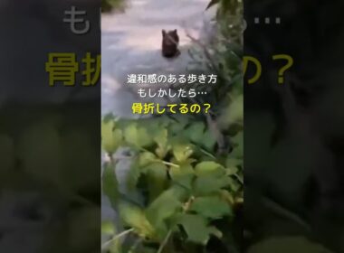 突然現れた子猫の歩き方に違和感を感じました  #shorts #保護猫 #子猫