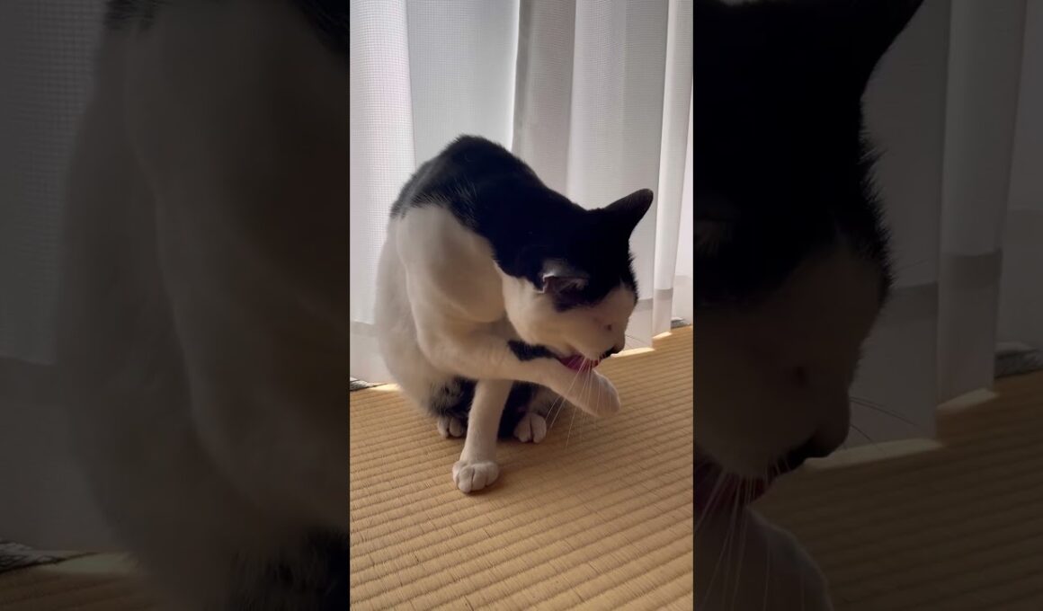身だしなみを整える猫