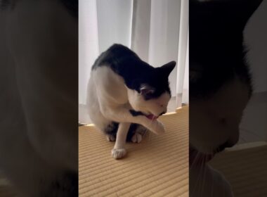 身だしなみを整える猫