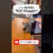 前脚ちょんちょん（パンチ）のつむやま〜【シャルトリューつむやまのとりあえず触ってみるか日記】 #猫 #cat #ねこ #chartreux #シャルトリュー #猫パンチ #ねこのいる生活