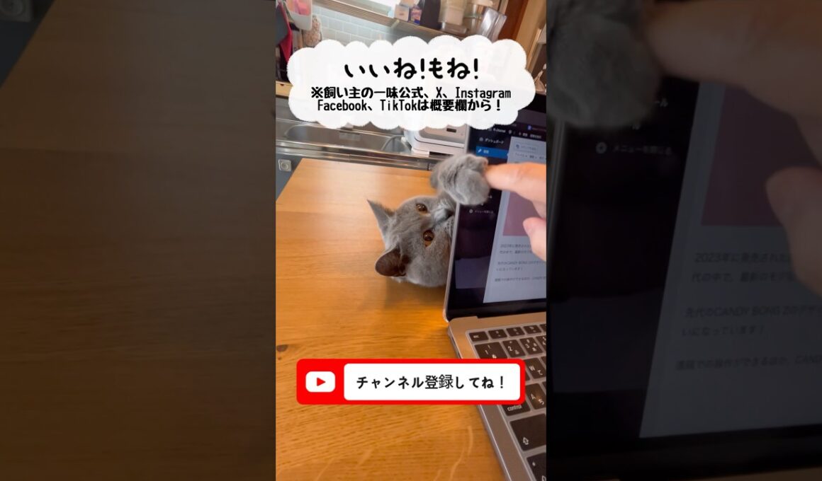 前脚ちょんちょん（パンチ）のつむやま〜【シャルトリューつむやまのとりあえず触ってみるか日記】 #猫 #cat #ねこ #chartreux #シャルトリュー #猫パンチ #ねこのいる生活
