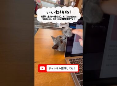 前脚ちょんちょん（パンチ）のつむやま〜【シャルトリューつむやまのとりあえず触ってみるか日記】 #猫 #cat #ねこ #chartreux #シャルトリュー #猫パンチ #ねこのいる生活