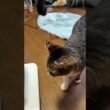 シャムの子ネコ雫は、ボール遊び。黒猫の子ネコ黒夢、キジシロのルルは、ネコジャラシ。夢中の黒夢のシッポを狙い始めた雫から、3匹、暴走モードｗ