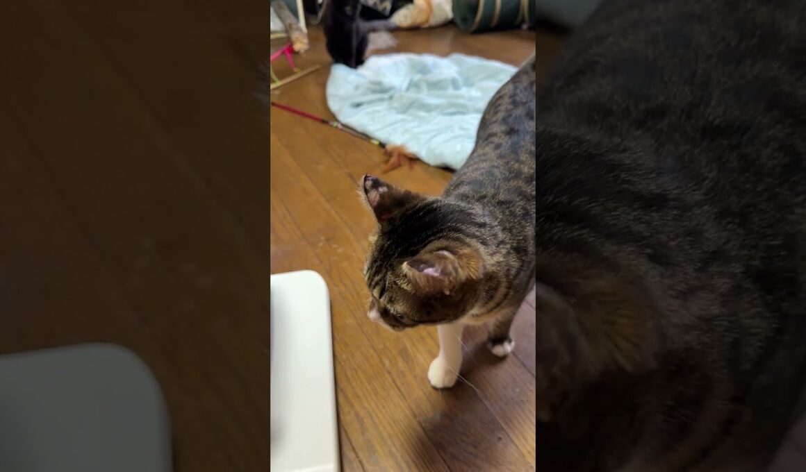 シャムの子ネコ雫は、ボール遊び。黒猫の子ネコ黒夢、キジシロのルルは、ネコジャラシ。夢中の黒夢のシッポを狙い始めた雫から、3匹、暴走モードｗ