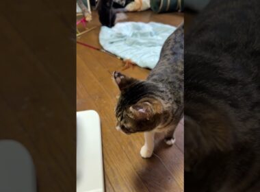 シャムの子ネコ雫は、ボール遊び。黒猫の子ネコ黒夢、キジシロのルルは、ネコジャラシ。夢中の黒夢のシッポを狙い始めた雫から、3匹、暴走モードｗ