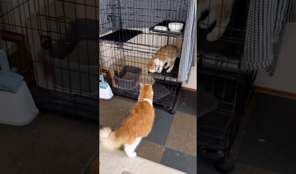 ネコとの遭遇  保護子猫と先住猫