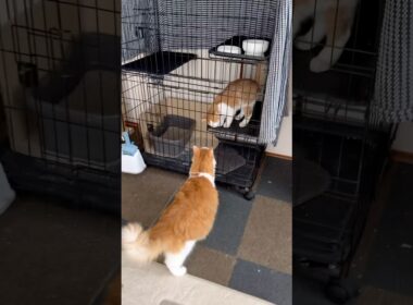 ネコとの遭遇  保護子猫と先住猫