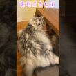 朝、早く学校へ行くことを促す大型猫#メインクーン#shorts