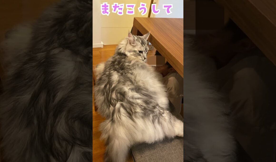 朝、早く学校へ行くことを促す大型猫#メインクーン#shorts