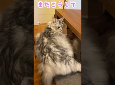 朝、早く学校へ行くことを促す大型猫#メインクーン#shorts